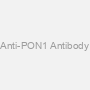 Anti-PON1 Antibody